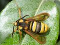Lépidoptère_Sesiidae - Sesia apiformis _ La Sésie frelon