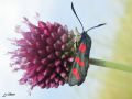Lépidoptère_Zygaenidae - Zygaena filipendulae _ La Zygène de la Filipendule (2)