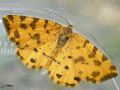 Lépidoptère_ La Panthère - Pseudopanthera macularia _ géomètre