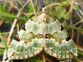 La Cidarie verdâtre - Colostygia pectinataria _ Geometridae (352)