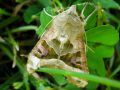 La Craintive,La Méticuleuse - Phlogophora meticulosa _ noctuidae