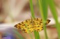 La Panthère - Pseudopanthera macularia _ Geometridae