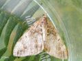 La Phalène sobre- Thera obeliscata _ Geometridae (335)