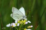 La Piéride du navet - Pieris napi _ dessous