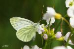 La Piéride du navet - Pieris napi _ dessous _