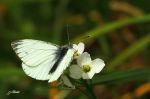 Piéride du navet - Pieris napi _ mâle 1ère génération