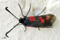 La Zygène du trèfle - Zygaena trifolii