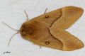 Le Bombyx du chêne - Lasiocampa quercus _ femelle