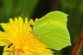 Le Citron - Gonopteryx rhamni