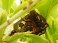 Le Petit paon de nuit - Saturnia pavonia _ saturniidae