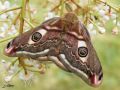 Le Petit paon de nuit - Saturnia pavonia_Saturniidae
