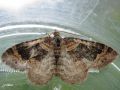 Lepidoptère_Geometridae - Xanthorhoe ferrugata _ La Rouillée