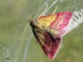 Lepidoptera_Crambidae - Pyrausta sp (sanguinalis)