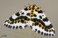 Lepidoptera_Geometridae - Abraxas grossulariata _ La Zérène du groseillier