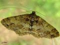 Lepidoptera_Geometridae - Ectropis crepuscularia _ La Boarmie crépusculaire