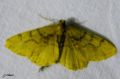 Lepidoptera_Geometridae - Alcis repandata _ La Boarmie recourbée