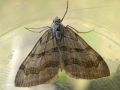 Lepidoptera_Geometridae - Aplocera sp ( voir La Petite rayure ou La Triple bande)