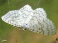 Lepidoptera_Geometridae - Asthena albulata (la Phalène candide)