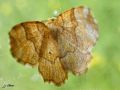 Lepidoptera_Geometridae - Cepphis advenaria _ L‘Epione étrangère