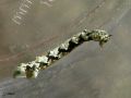Lepidoptera_Geometridae - Cleorodes lichenaria ( Chenille de la Boarmie des Lichens )