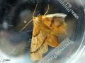 Lepidoptera_Geometridae - Ennomos alniaria (L‘Ennomos du tilleul)