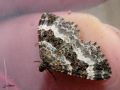 Lepidoptera_Geometridae - Epirrhoe alternata ( L‘Alternée , La Phalène-du-pied-de-lion )