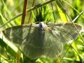 Lepidoptera_Geometridae - Hemithea aestivaria (La Phalène sillonnée) fin août