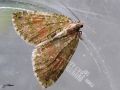 Lepidoptera_Geometridae - Hydriomena furcata _ La Phalène lavée