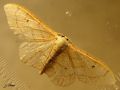 Lepidoptera_Geometridae - Idaea straminata