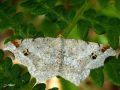 Lepidoptera_Geometridae - Macaria alternata ( La Philobie alternée)