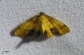 Lepidoptera_Geometridae - Plagodis dolabraria _ La Phalène linéolée , La Phalène à ailes en doloire