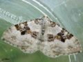 Lepidoptera_Geometridae - Xanthorhoe montanata _ La Mélanthie montagnarde