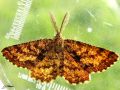 Lepidoptera_Geometridae_La Phalène picotée - Ematurga atomaria
