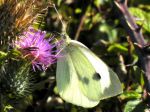 Lepidoptera_La Piéride du chou - Pieris brassicae _ Pieridae
