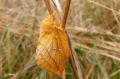 Lepidoptera_Lasiocampidae - Euthrix potatoria - La Buveuse