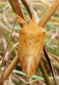 Lepidoptera_Lasiocampidae - Euthrix potatoria - La Buveuse_