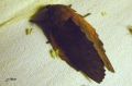 Lepidoptera_Lasiocampidae - Gastropacha quercifolia _ La Feuille-Morte du chêne 
