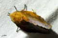 Lepidoptera_Lasiocampidae - Gastropacha quercifolia _ La Feuille-Morte du chêne