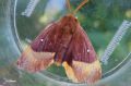 Lepidoptera_Lasiocampidae - Lasiocampa quercus _ mâle _ Le Minime à bande jaune