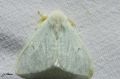 Lepidoptera_Lymantridae - Arctornis l-nigrum _ Le L noir , Le V noir