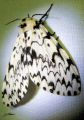 Lepidoptera_Lymantridae - Lymantria monacha - La Nonne_femelle
