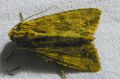 Lepidoptera_Noctuidae - Abromias monoglypha _ La Noctuelle radicée , La Monoglyphe