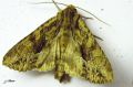 Lepidoptera_Noctuidae - Abromias monoglypha _ La Noctuelle radicée , La Monoglyphe 
