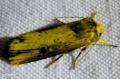 Lepidoptera_Noctuidae - Axylia putrida - La Noctuelle putride
