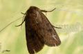 Lepidoptera_Noctuidae - Hoplodrina octogenaria _ La Noctuelle de la morgeline