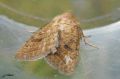 Lepidoptera_Noctuidae - Hoplodrina octogenaria _ La Noctuelle de la morgeline_