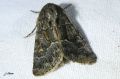 Lepidoptera_Noctuidae - Luperina testacea _ L‘Avare, La Lupérine testacée