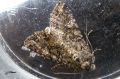 Lepidoptera_Noctuidae - Mamestra brassicae _ La Brassicaire 