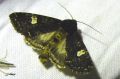 Lepidoptera_Noctuidae - Melanchra persicariae _ La Polygonière , La Noctuelle de la persicaire_