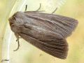 Lepidoptera_Noctuidae - Mythimna impura _ (La Leucanie souillée)